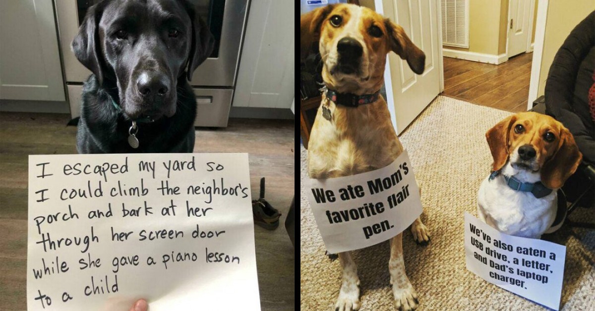 dog-jail-featured