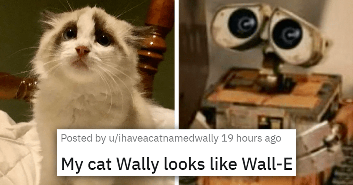 18 Of The Cutest And Most Wholesome Cat Posts Of The Week