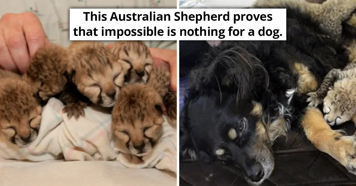 German Shepherd Becomes A Single Father To Five Cheetah Cubs Whose Mother Died Shortly After Giving Birth To Them