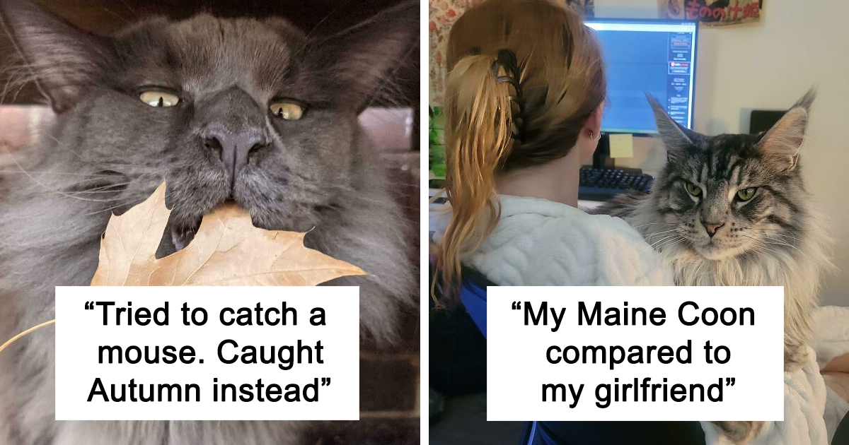 50 Photos Of Insanely Beautiful Maine Coons That You Must See