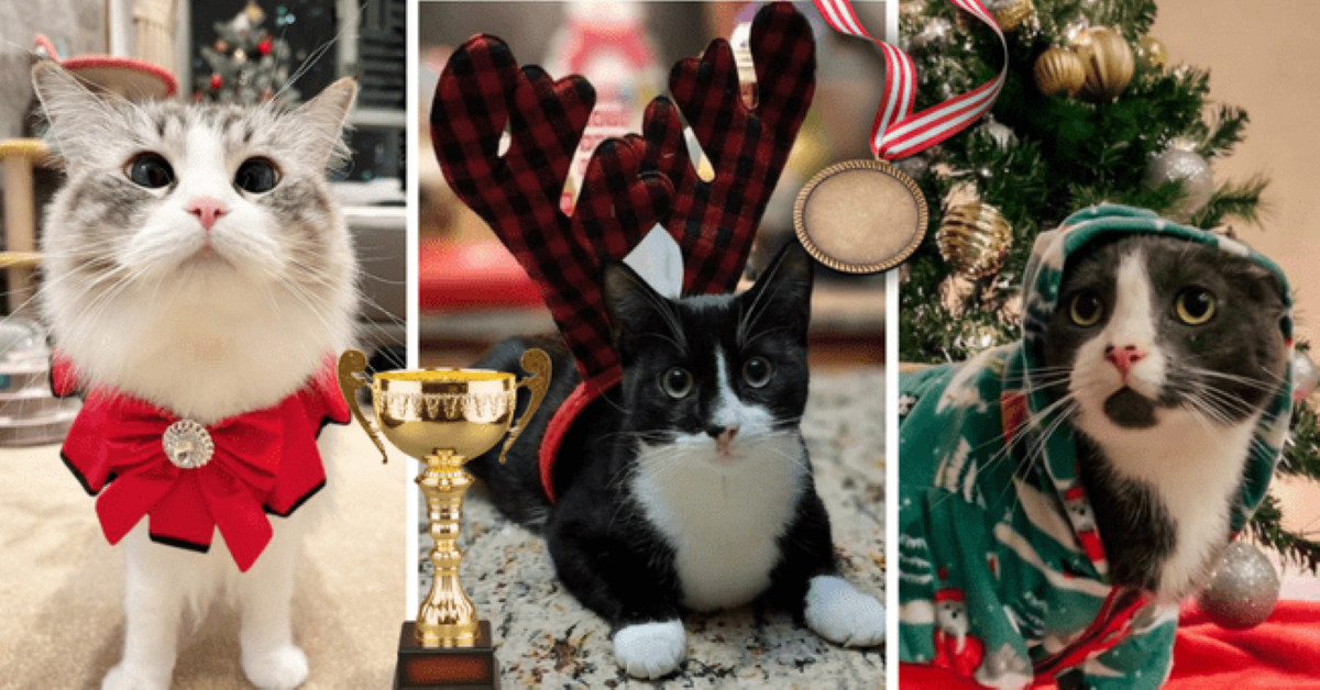 20 Adorable Photos Of Cats Who Are Too Excited For Christmas