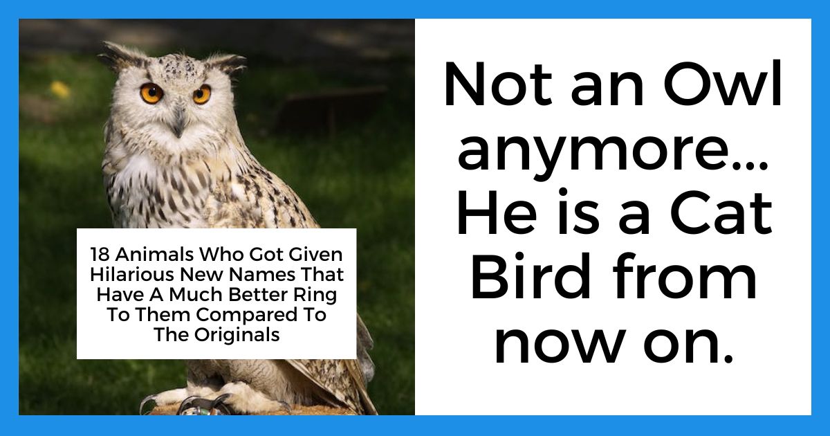 Animal Names
