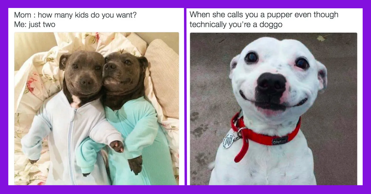 Hilarious Dog Photos Filled With Pure Canine Humor That Will Tickle Your Funny Bone