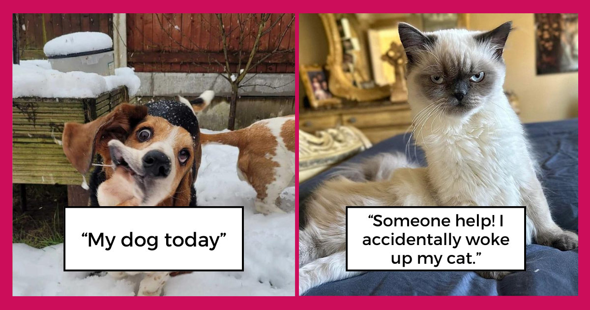 20-animals-funny