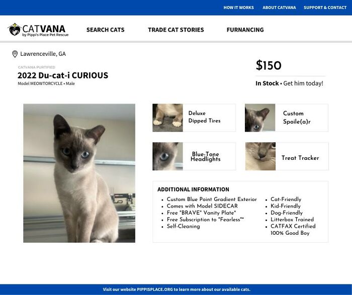 Du-cati-curious-