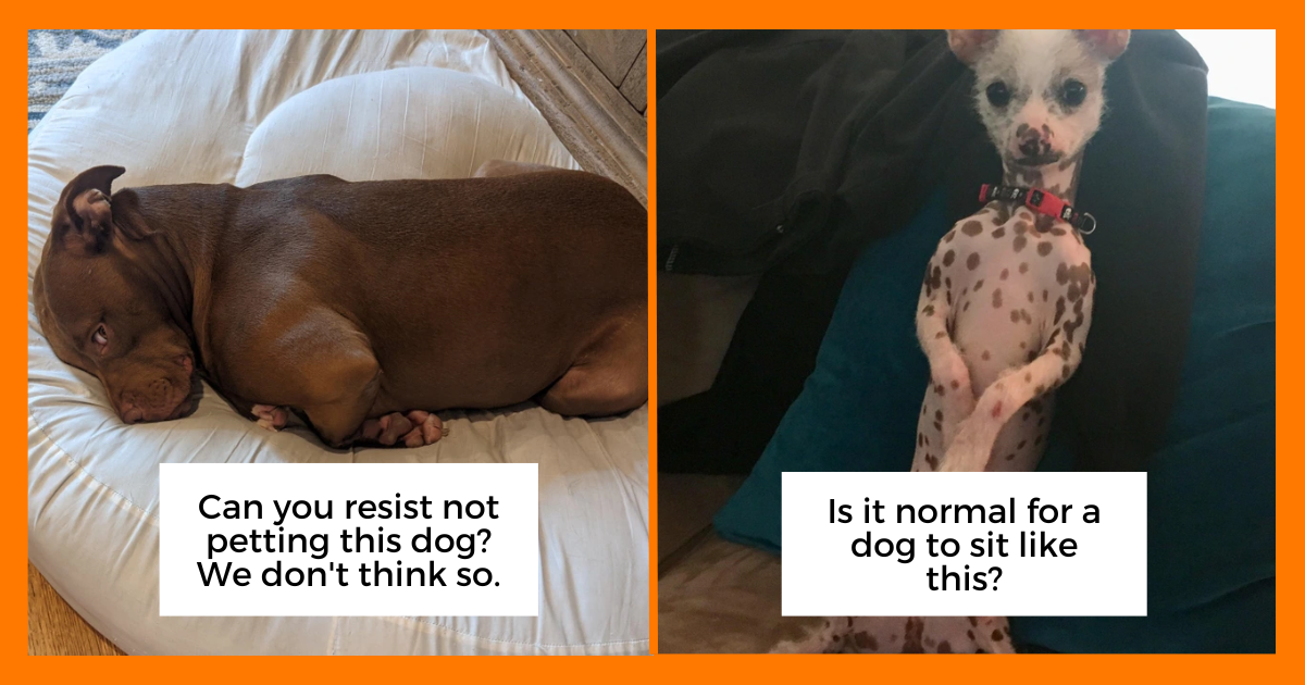 spoiled-animals-