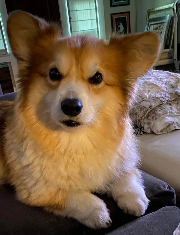 angry-cute-dog