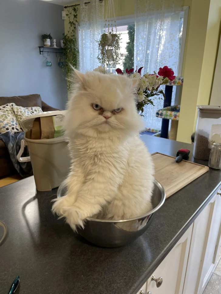 angry-white-cat