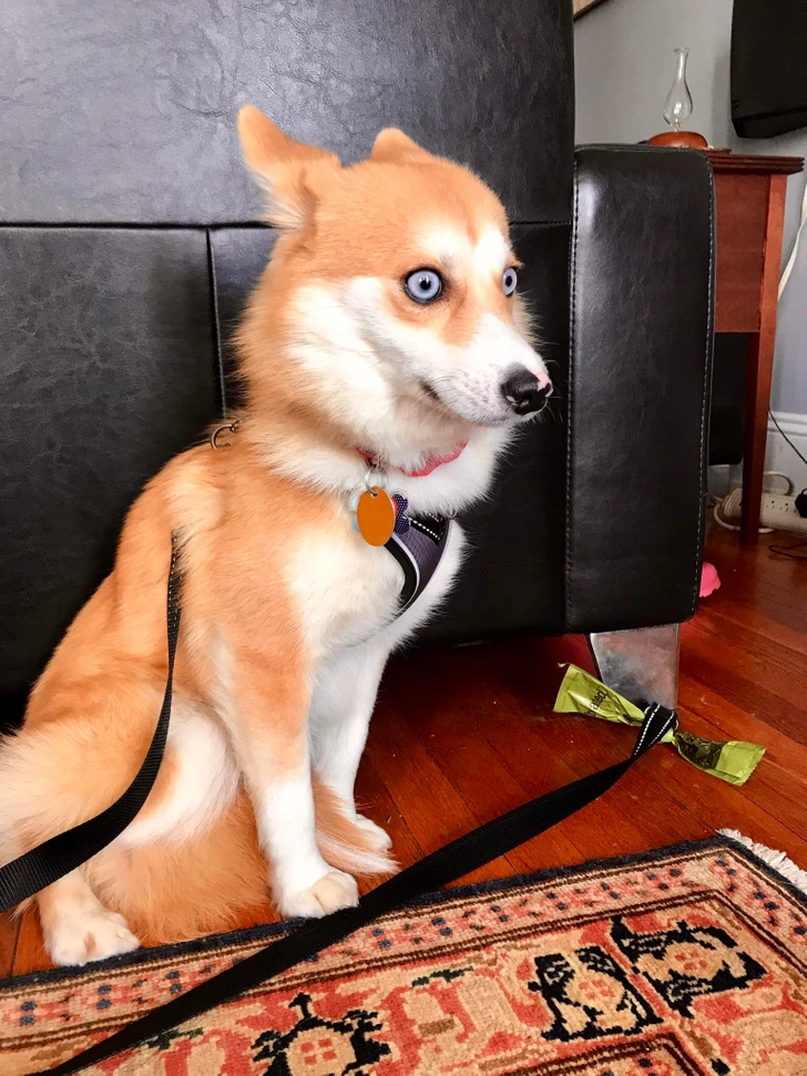 big-eye-dog