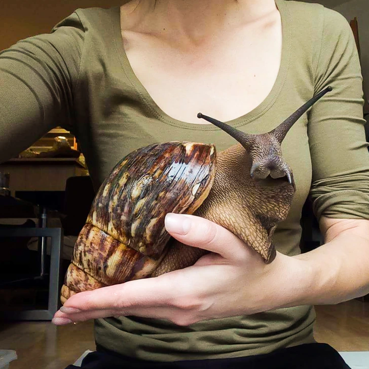 big-snail--