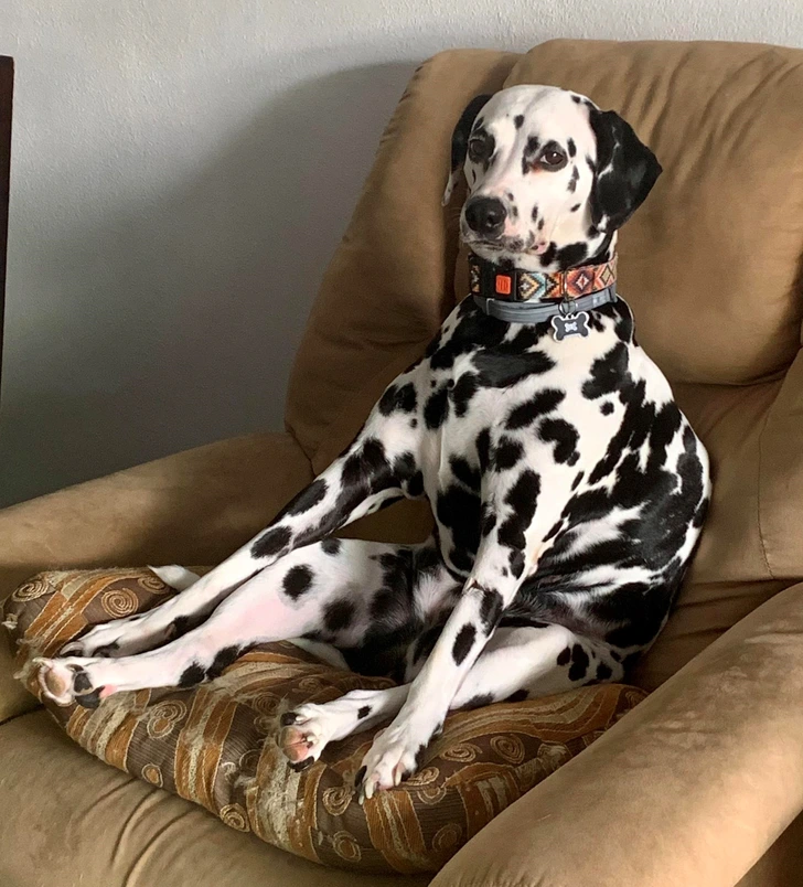 black-and-white-dog