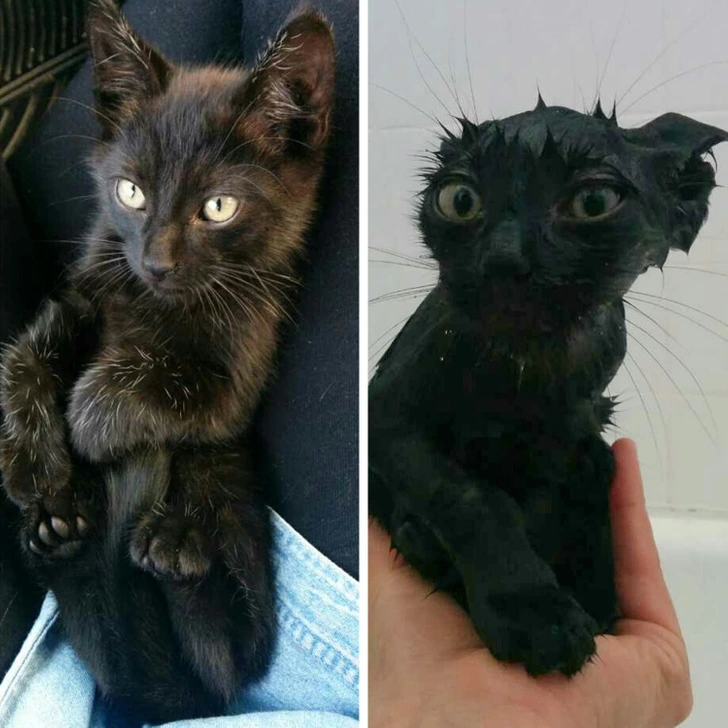 black-cat