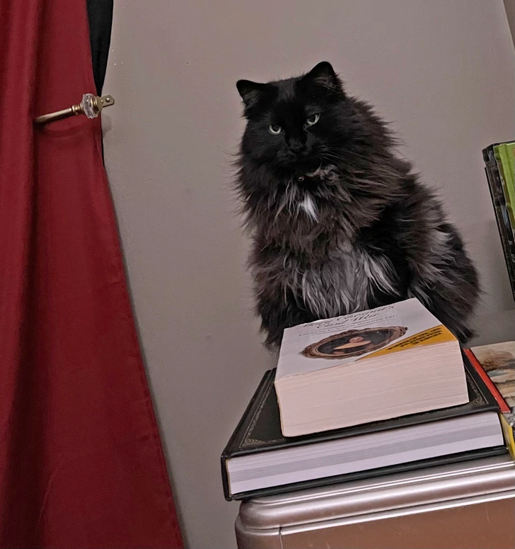 black-cat