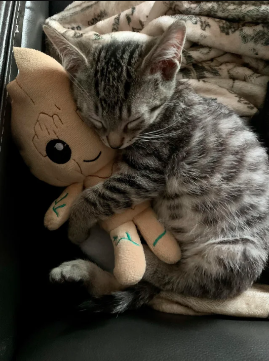 cat