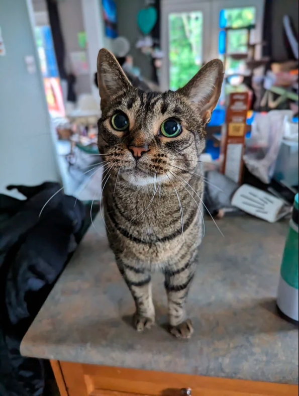 cat