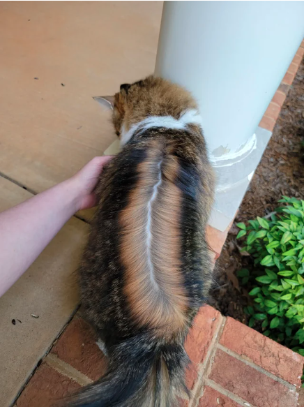 cat