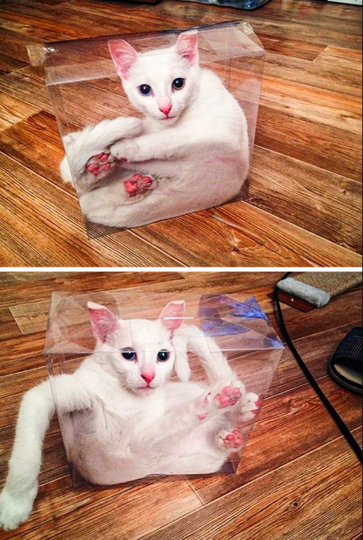 cat 2