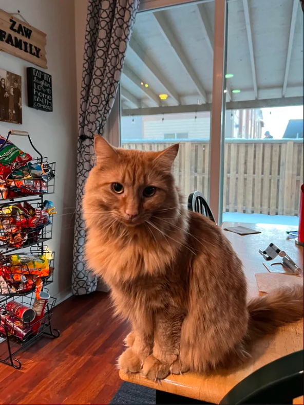cat