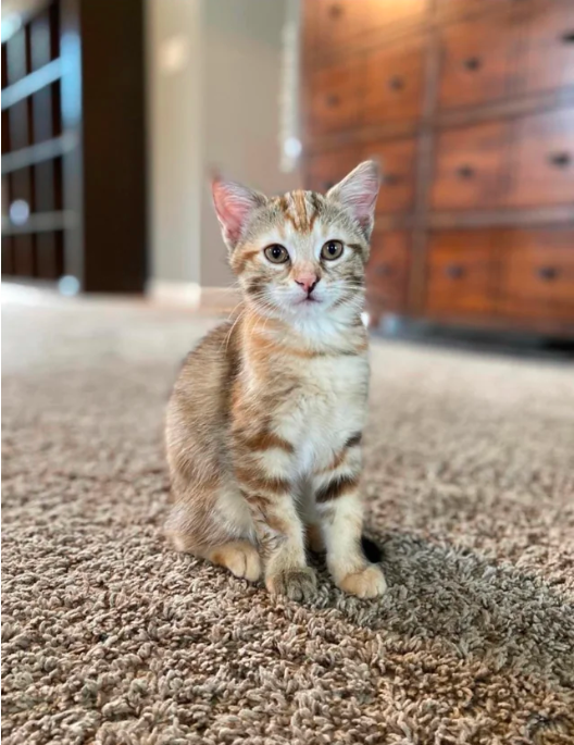 cat
