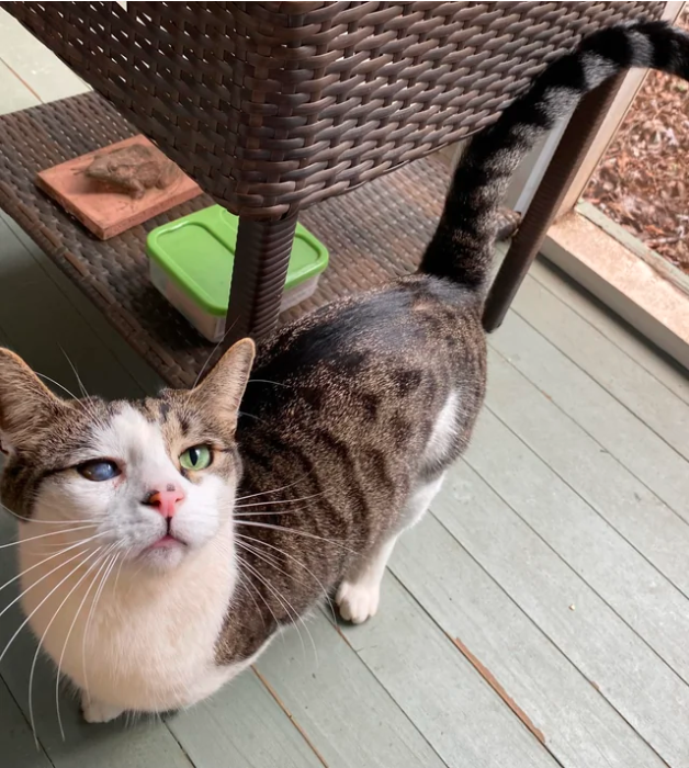 cat