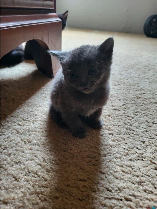 cat