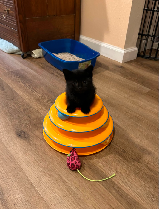 cat