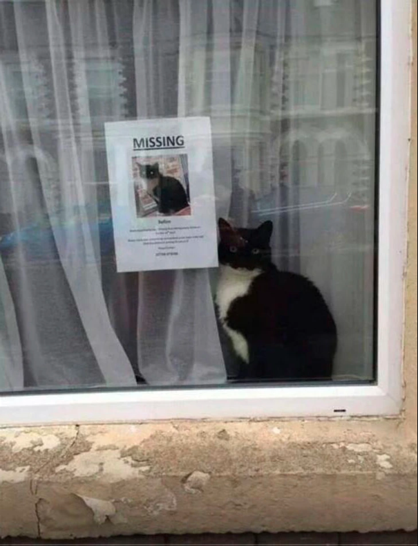 cat 3