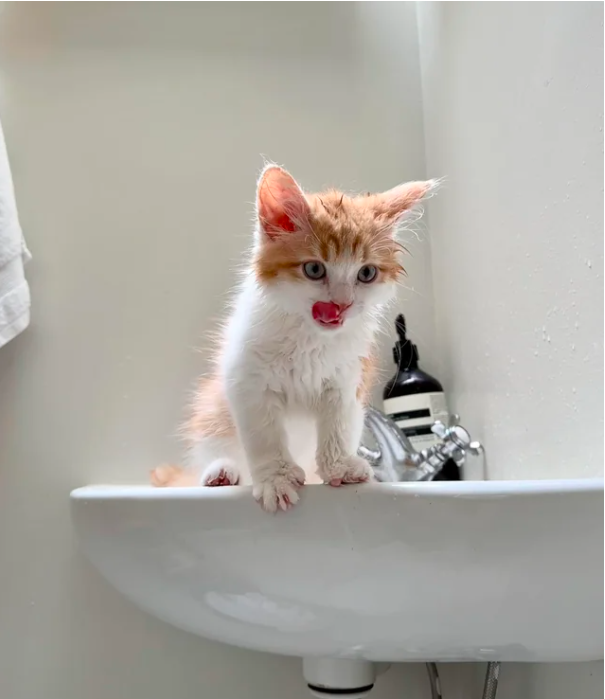 cat