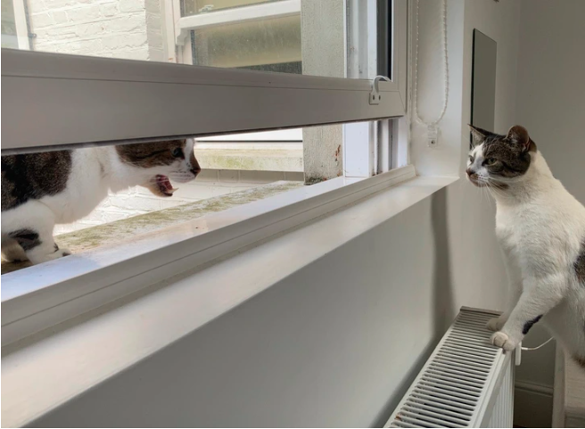 cat 4