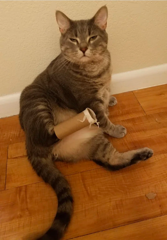 cat