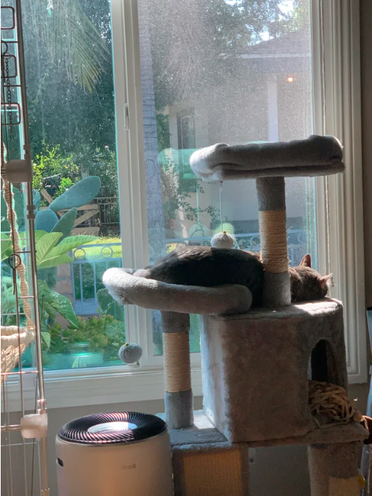 cat