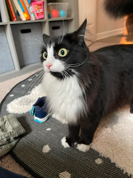 cat