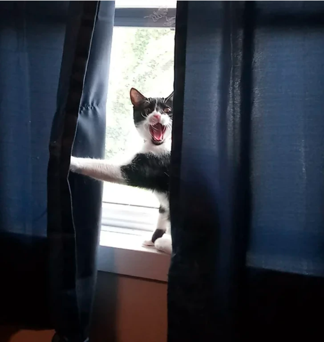 cat 5