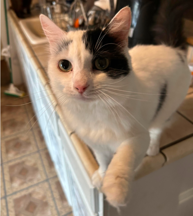 cat