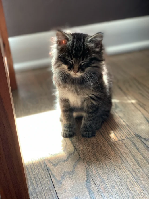 cat