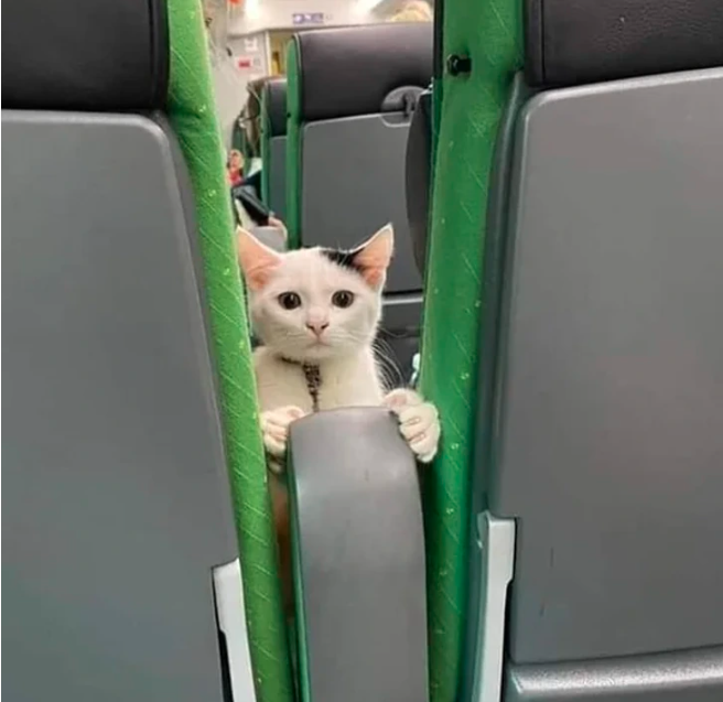 cat 6