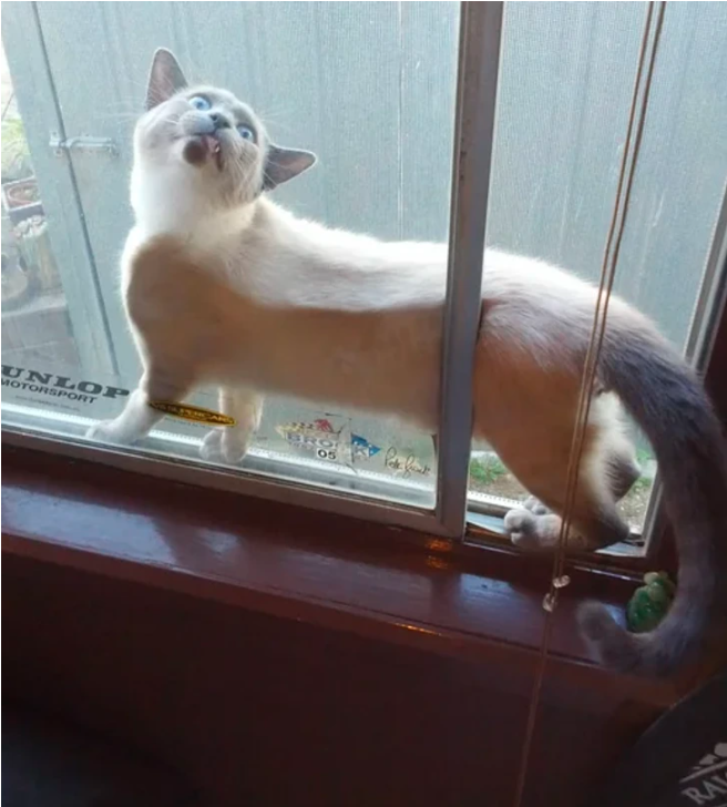 cat 8