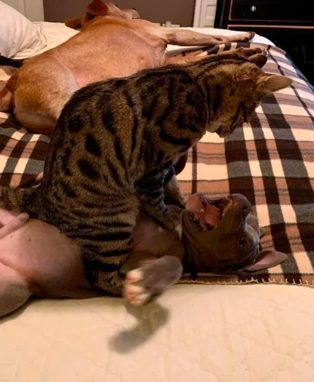 cat and dog