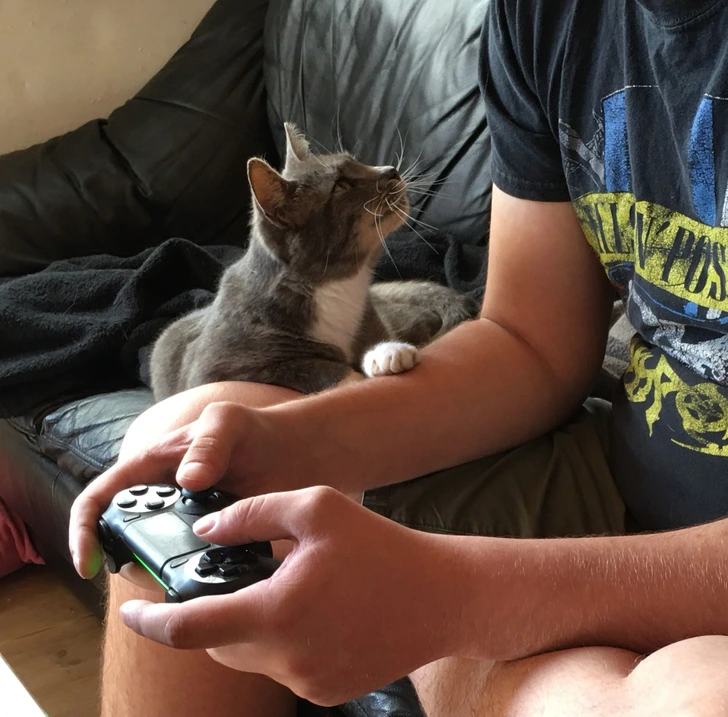 cat-arm
