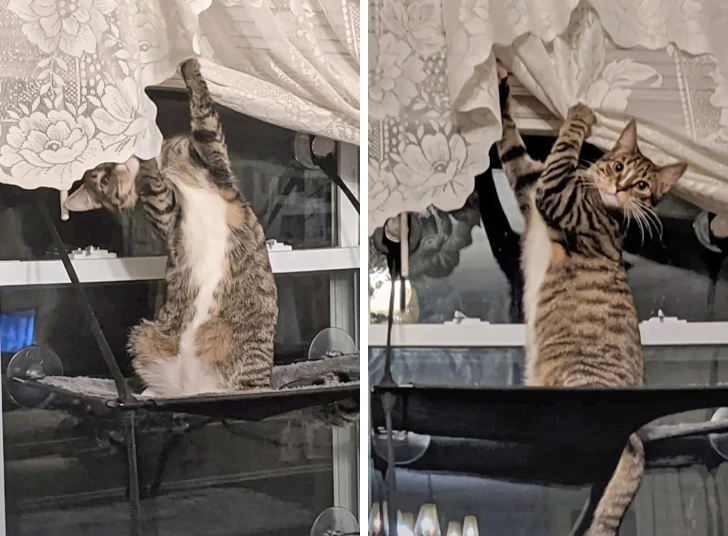 cat-curtains
