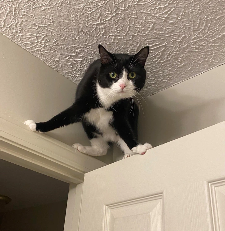 cat-door