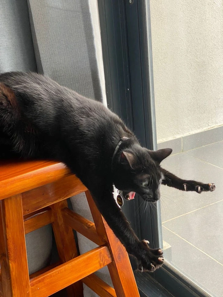 cat-falling