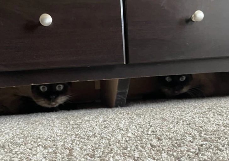 cat-hiding