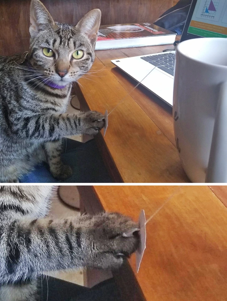 cat-holding