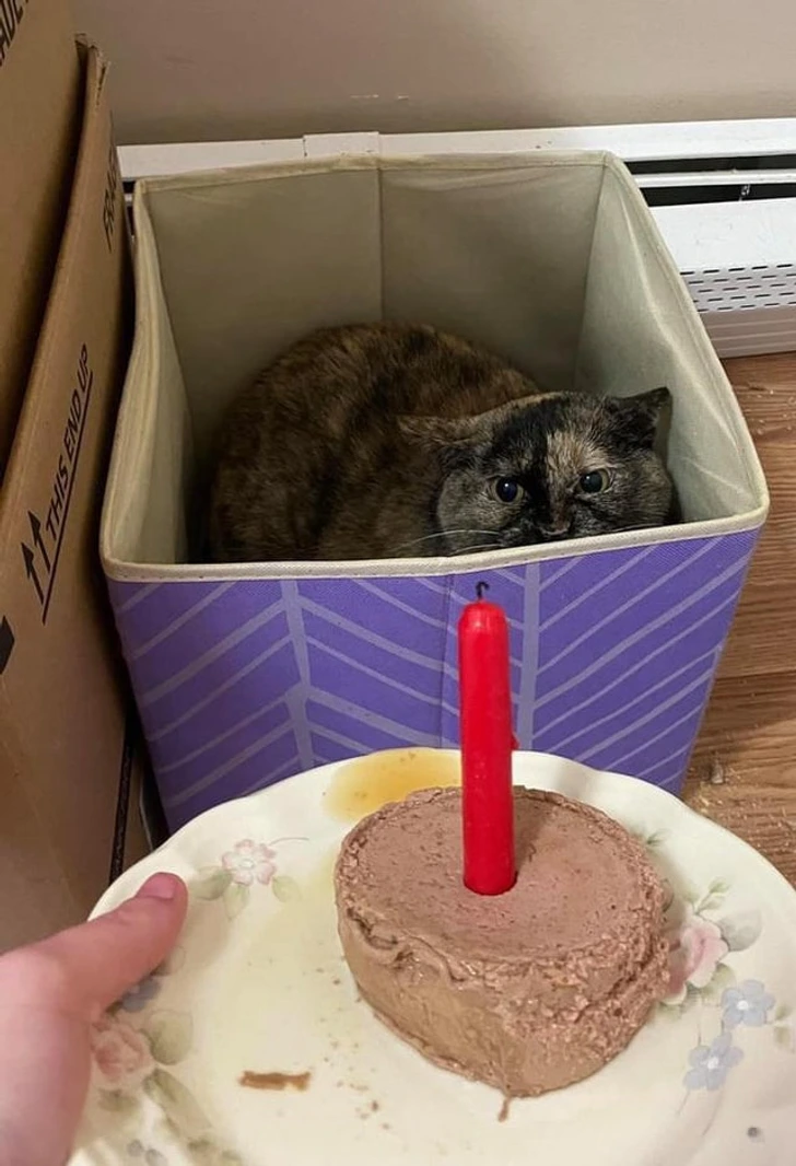 cat-in-box