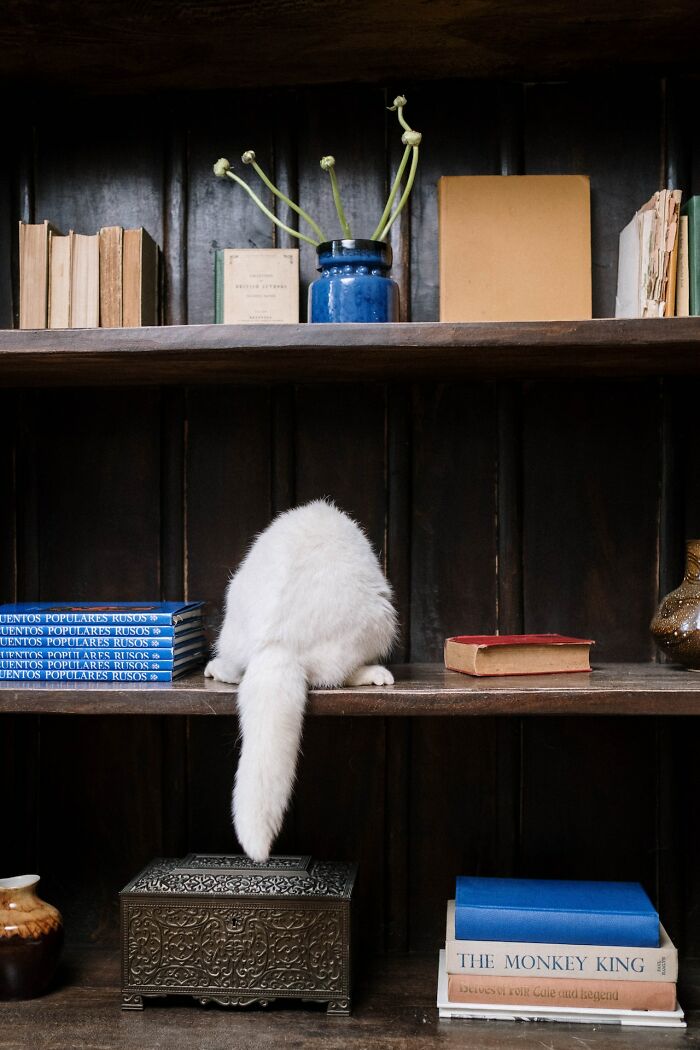 cat-on-book-shelf
