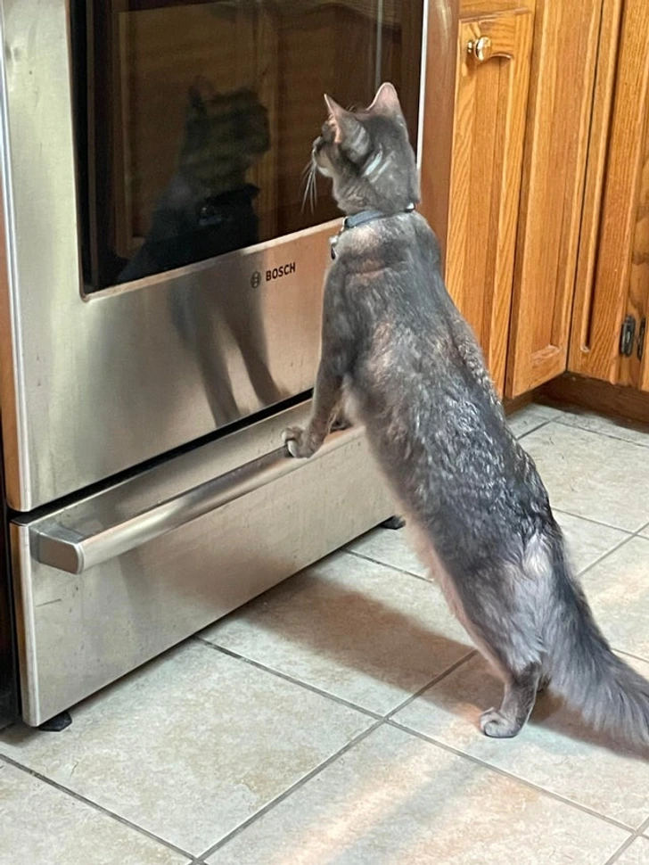 cat-reflection