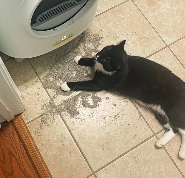cat-sand