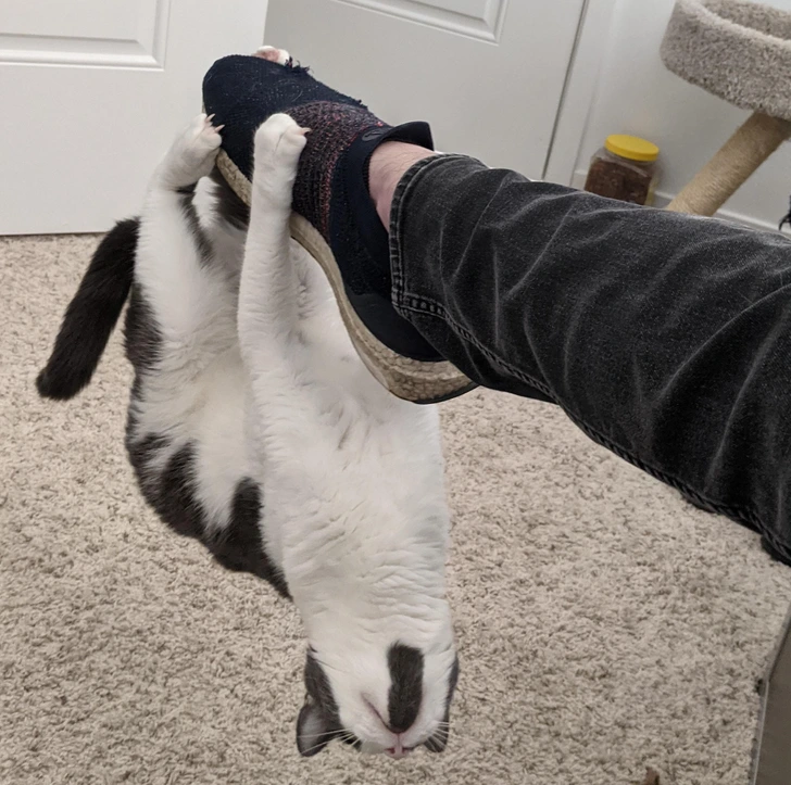 cat-slipper