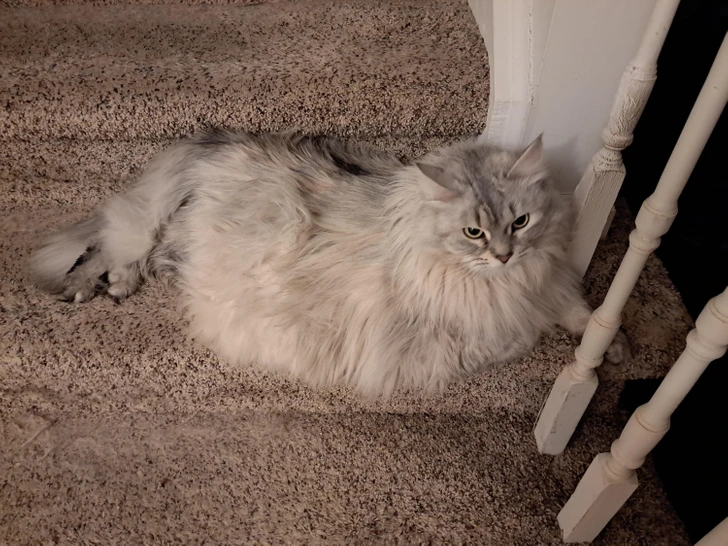 cat-stairs